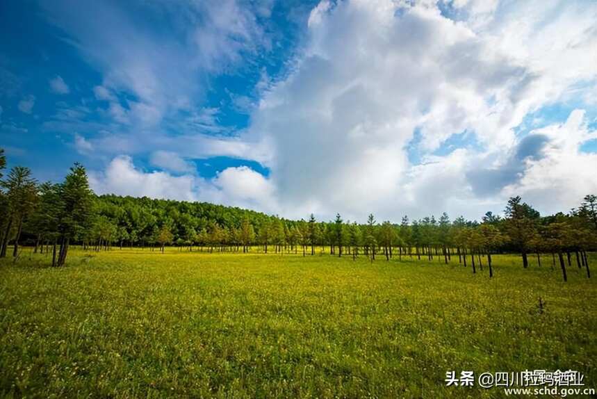 燕麥酒之鄉——會東