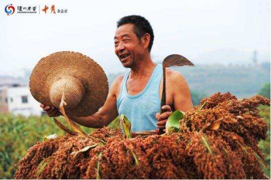 瀘州高粱紅了，同樣“紅”的是企業責任與擔當