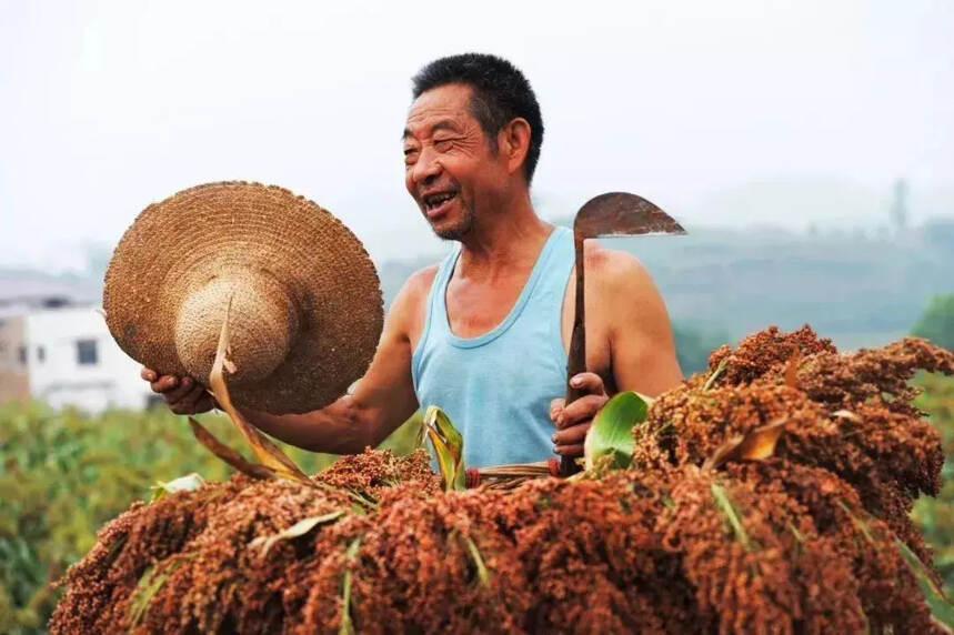 因為有機高粱，瀘州老窖獲中華人民共和國農業農村部褒獎