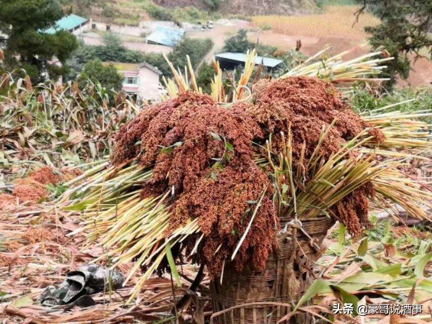 正宗大曲醬香白酒，便宜的真的沒有！