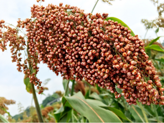 瀘州高粱紅了，吸引央視攜書畫家前來采風