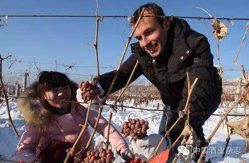 冰酒開榨，專家齊聚芬河帝堡為行業把脈