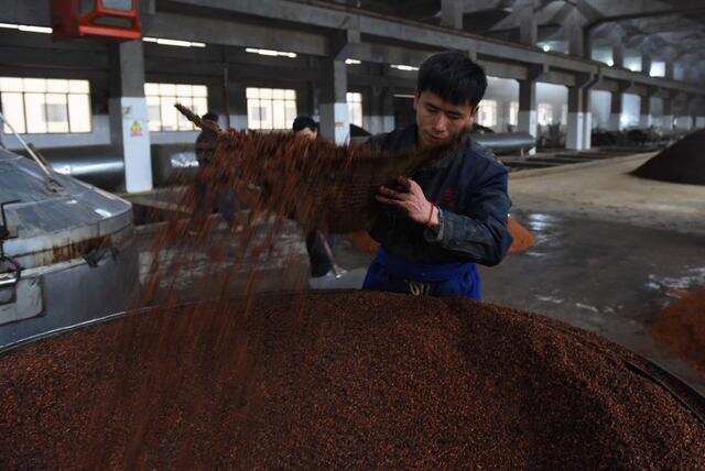 大曲歷來被用作釀好酒，為什么會有這個現象？原因在微生物