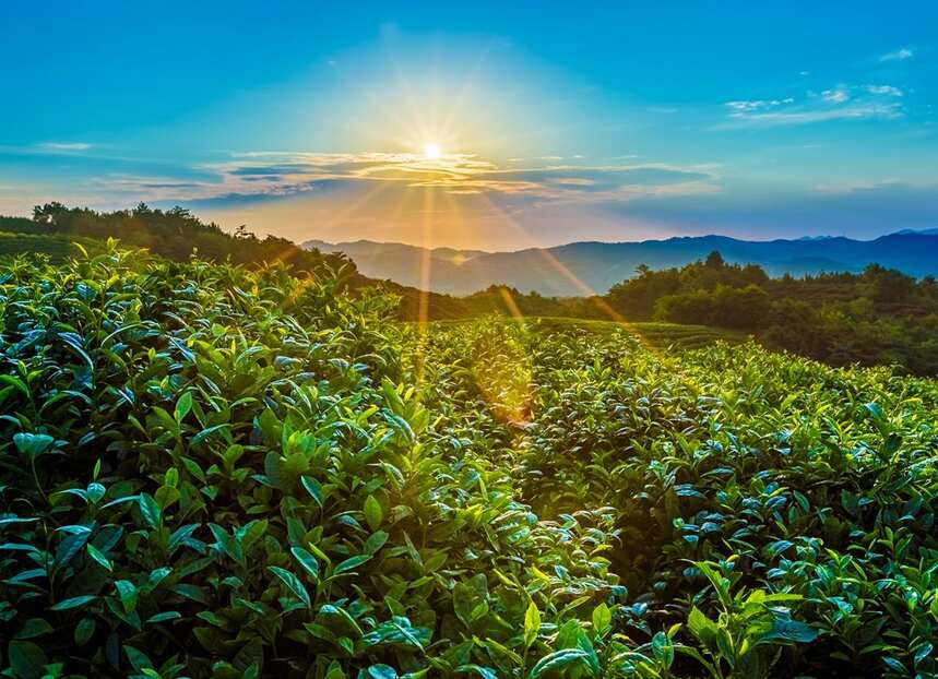 醇粹即溶糯米香普洱茶珍上線小米有品，帝泊洱敬年輕人的好茶