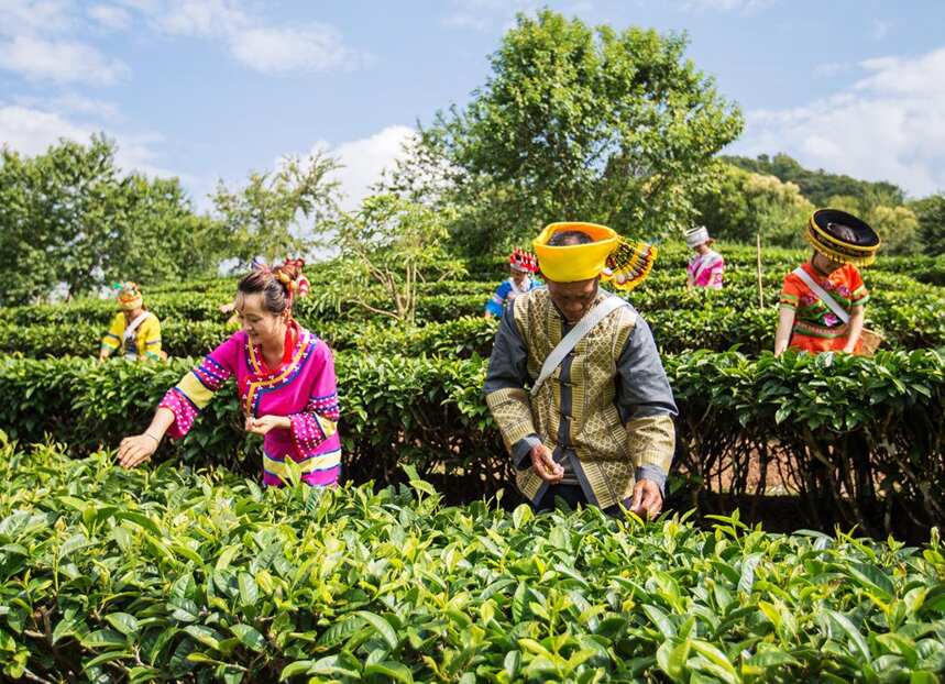 醇粹即溶糯米香普洱茶珍上線小米有品，帝泊洱敬年輕人的好茶