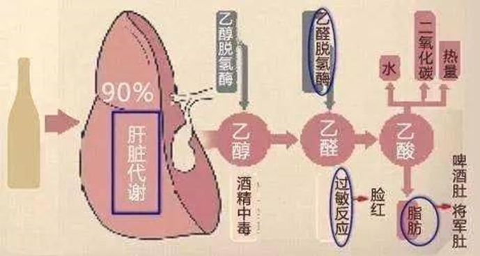 不要再勸喝酒臉紅的人喝酒，他們體質不適合飲酒，喝酒易酒精中毒