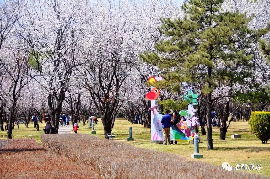 萬人齊聚杏花村賞花品酒踏青