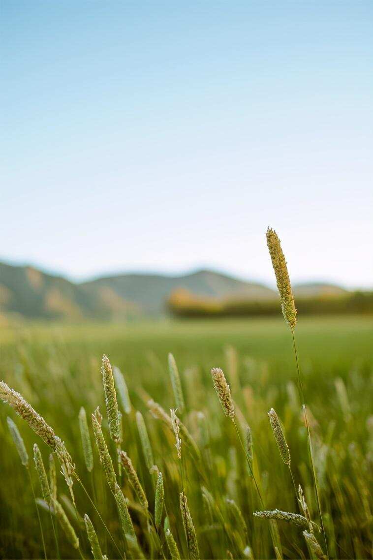 小滿｜萬物繁盛，期待酒香盈滿