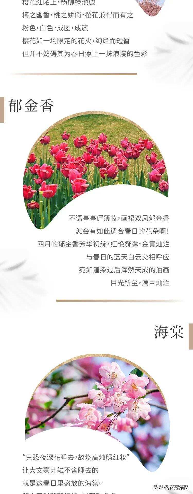 春日賞花圖鑒 | 平陰的玫瑰格外香