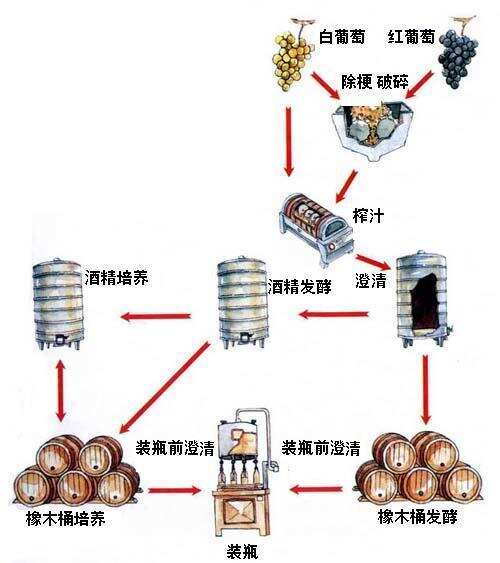 葡萄以及葡萄酒有非常多的用途我們知道哪些呢？