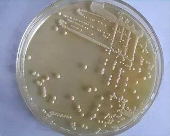 釀酒大曲中微生物的種類和作用