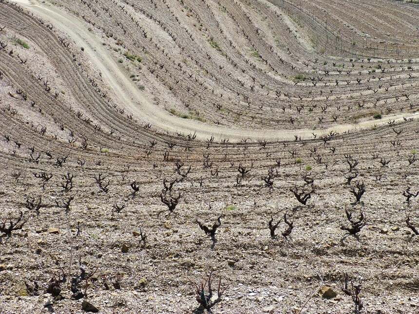 夏山森林莊園 Chassagne-Montrachet Bois De Chassagne