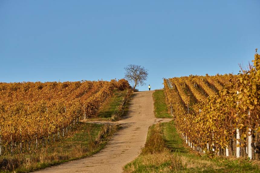 里奇蒙 Nuits-Saint-Georges La Richemone