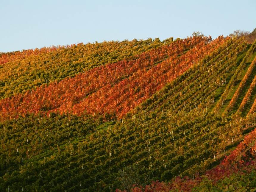 伯恩丘 Cote de Beaune