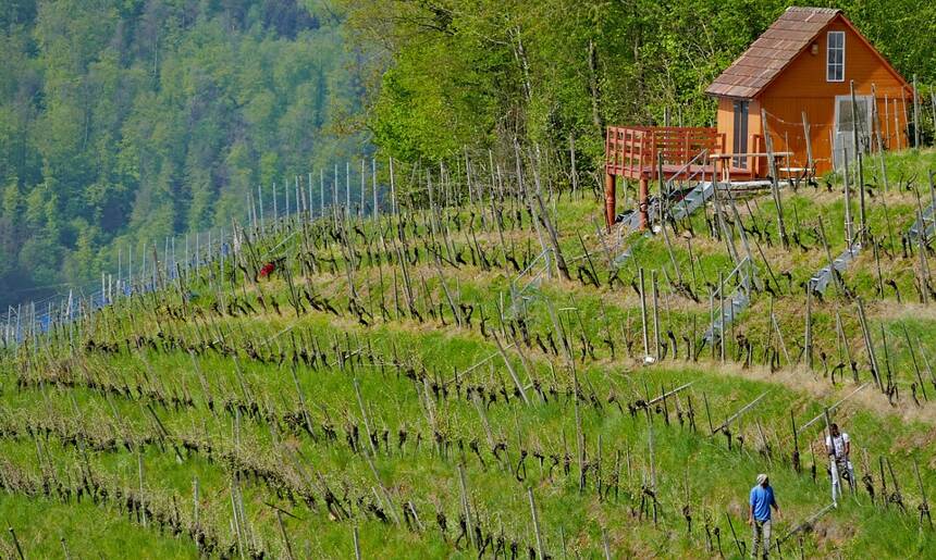 科博園 Gevrey-Chambertin Les Corbeaux