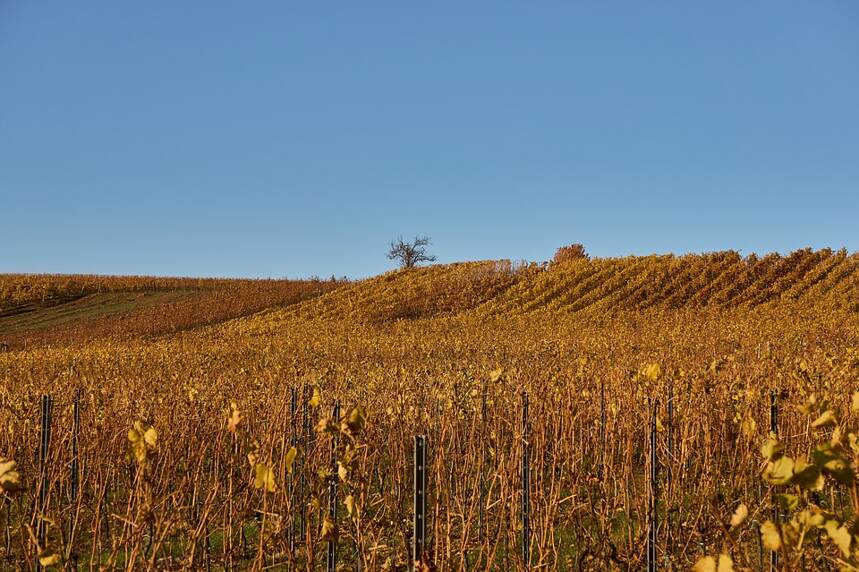 羅奇爾 Nuits-Saint-Georges Ronciere