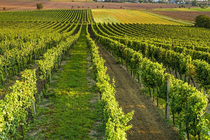 卡澤蒂艾園 Gevrey-Chambertin Les Cazetiers