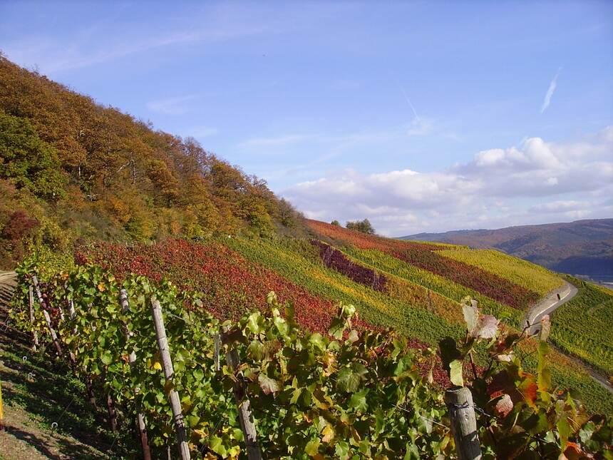 路易桑山 Morey-Saint-Denis Monts Luisants