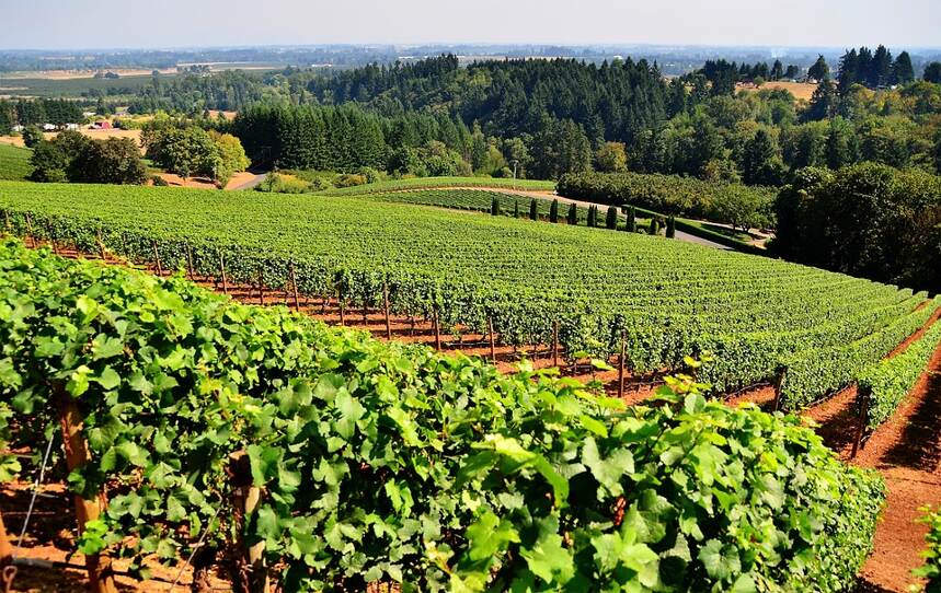 奧克斯-科姆波特園 Gevrey-Chambertin Aux Combottes