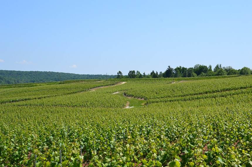 夏普卡內園 Puligny-Montrachet Champ Canet