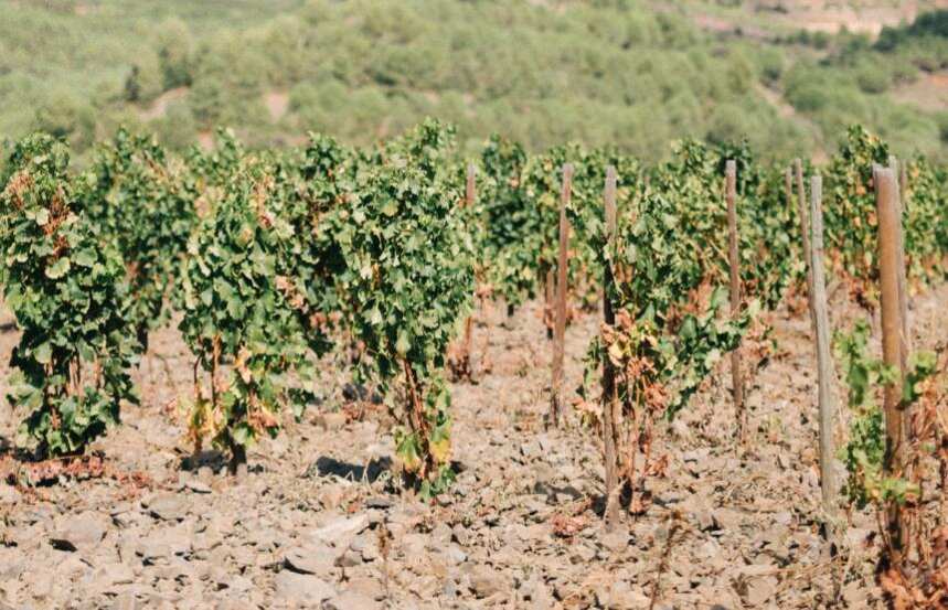 特雷比奧羅-阿布魯佐 Trebbiano d Abruzzo