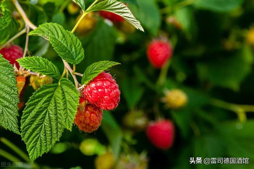 炎炎夏日，桃紅正當時