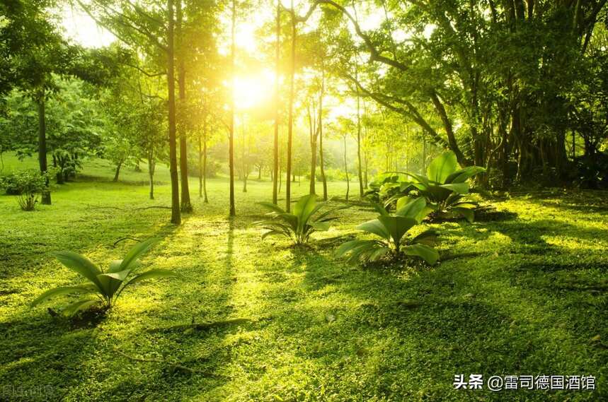 名莊速覽 - 帶你走進萊茵王子酒莊，享受溫暖夏日