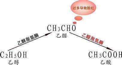 為什么喝酒會上頭？